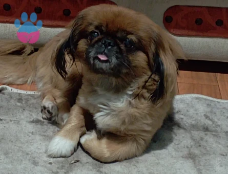 Pekines cinsi Ogluma es arıyorum