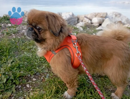 Pekines cinsi Ogluma es arıyorum