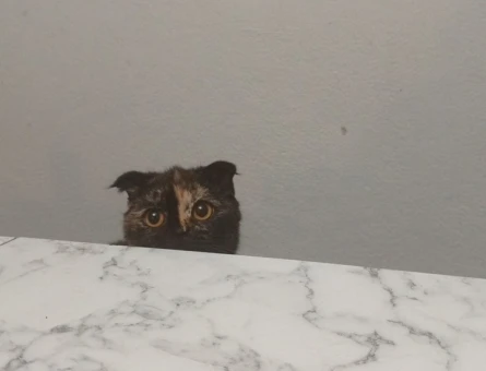 Scottish Fold Güzel kızıma damat adayı arıyoruz - 118974760