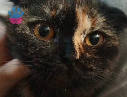 Scottish Fold Güzel kızıma damat adayı arıyoruz