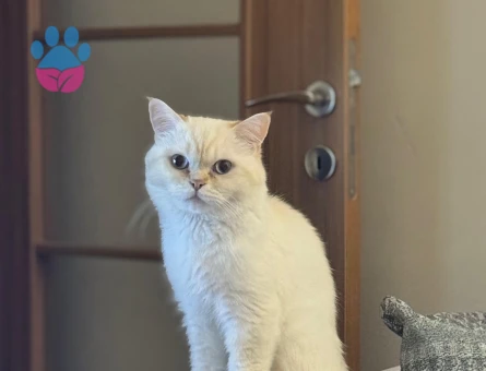 British Shorthair Behlül Eş Arıyor