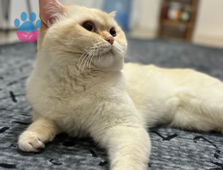British Shorthair Behlül Eş Arıyor