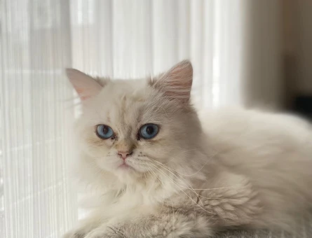 British Longhair oğluma eş aramaktayım - 118974764