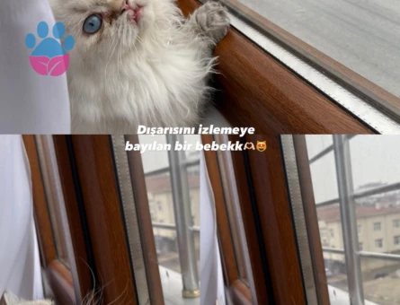 British Longhair oğluma eş aramaktayım