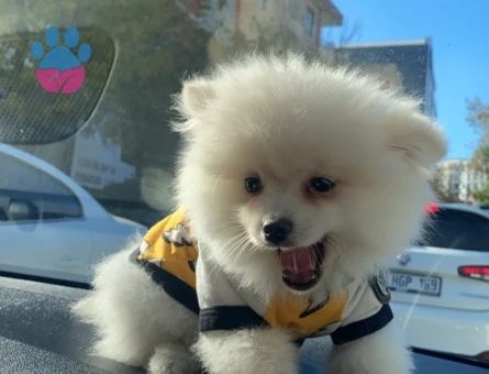 Pomeranian Boo 1 Yaşında Eş Arıyor