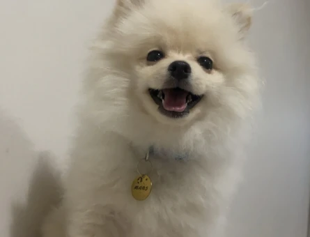 Pomeranian Boo 1 Yaşında Eş Arıyor - 118974765