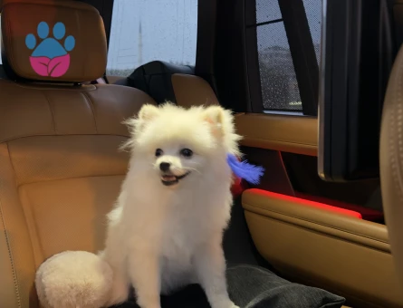 Pomeranian Boo 1 Yaşında Eş Arıyor