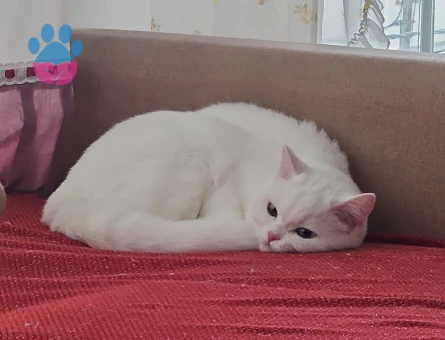 British Shorthair Dişi 1.5 Yaşında Eş Arıyor