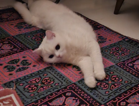 British Shorthair Dişi 1.5 Yaşında Eş Arıyor - 118974767