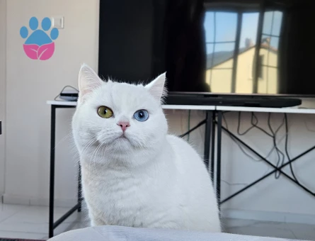British Shorthair Dişi 1.5 Yaşında Eş Arıyor