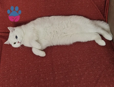British Shorthair Dişi 1.5 Yaşında Eş Arıyor