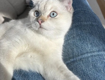 Scottish Fold Kızgınlıkta Eş Arıyor - 118974771