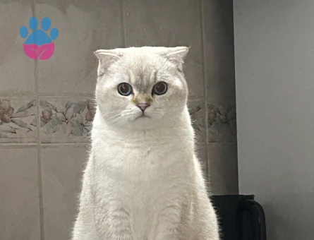 Scottish Fold Kızgınlıkta Eş Arıyor