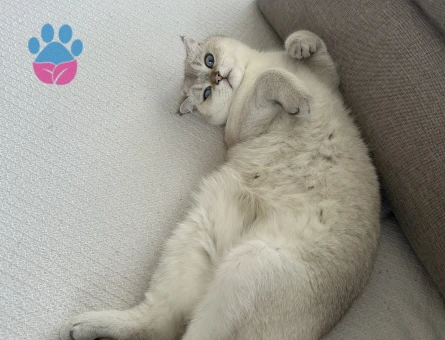 Scottish Fold Kızgınlıkta Eş Arıyor