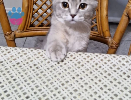 Scottish straight kızıma eş arıyorum