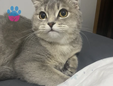 Scottish straight kızıma eş arıyorum