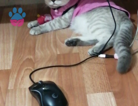 British kızımıza eş arıyoruz