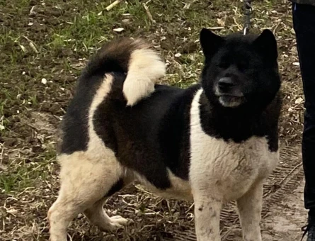 Dişi akita köpeğime eş arıyorum - 118974780