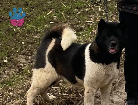 Dişi akita köpeğime eş arıyorum