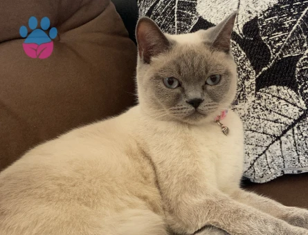 British shorthair 11 Aylık Eş Arıyor