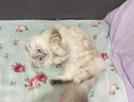 Scottish Fold Longhair Oğluma Eş Arıyorum - 118974784
