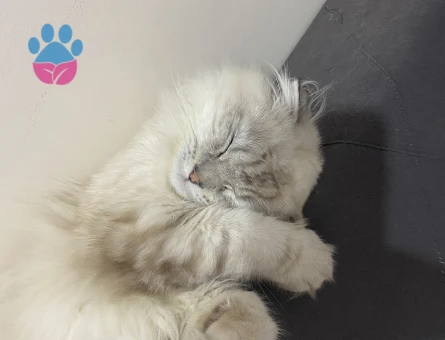 Scottish Fold Longhair Oğluma Eş Arıyorum
