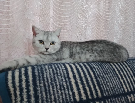 Scottish Fold Kedime Eş Arıyorum - 118974785