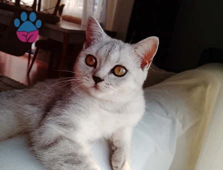 Scottish Fold Kedime Eş Arıyorum