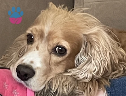 American Cocker 5 Yaşında Eş Arıyor