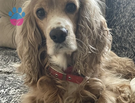 American Cocker 5 Yaşında Eş Arıyor