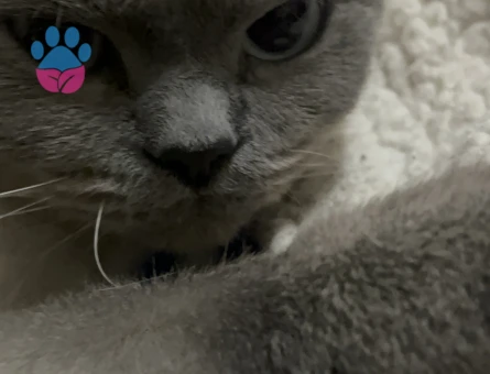 British Shorthair 1 Yaşında Kızıma Acil Eş Arıyorum