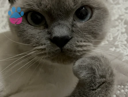 British Shorthair 1 Yaşında Kızıma Acil Eş Arıyorum