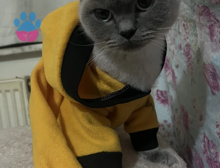 British Shorthair 1 Yaşında Kızıma Acil Eş Arıyorum