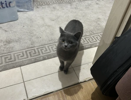 Dişi british shorthair kedime eş arıyorum - 118974789