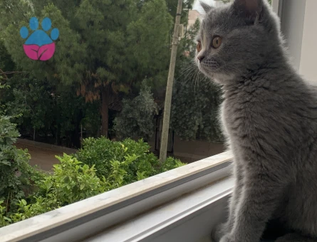 British SHorthair Kızım Mia Eş Arıyor