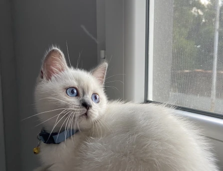 British Shorthair 11 Aylık Eş Arıyor - 118974791