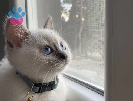 British Shorthair 11 Aylık Eş Arıyor