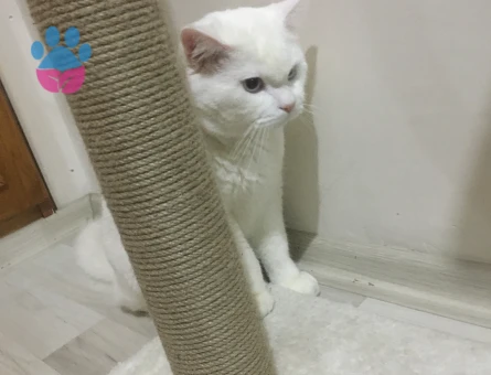 British Shorthair Güzel Oğlum Eş Arıyor
