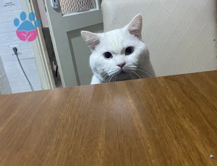 British Shorthair Güzel Oğlum Eş Arıyor