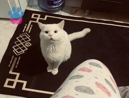 British Shorthair Güzel Oğlum Eş Arıyor