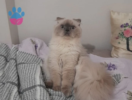 Scottish Fold Oğluma Eş Arıyorum