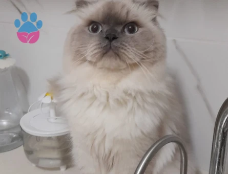 Scottish Fold Oğluma Eş Arıyorum