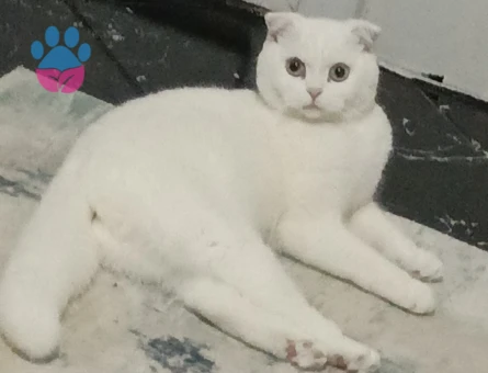 Scottish Fold Kedime Eş Arıyorum 10 Aylık
