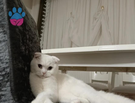 Scottish Fold Kedime Eş Arıyorum 10 Aylık