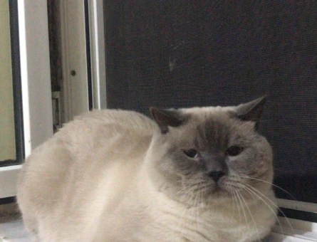 British Shorthair Kedime Eş Arıyorum - 118974795