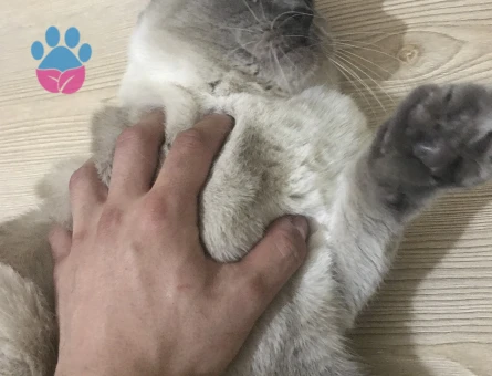 British Shorthair Kedime Eş Arıyorum