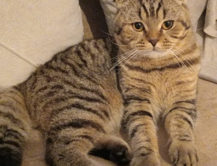 Scottish Fold Kızgınlık Dönemi Eş Aranıyor - 118974798