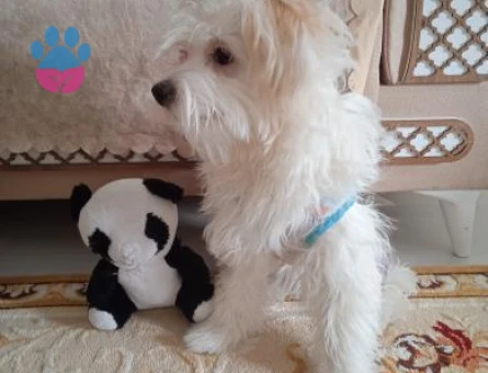 Maltese Terrrier 4 Yaşında Eş Arıyor