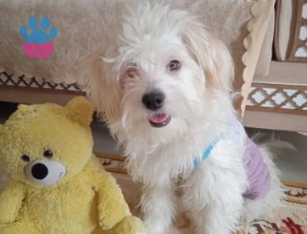 Maltese Terrrier 4 Yaşında Eş Arıyor