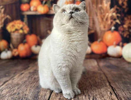 British Shorthair 4 Yaşında Eş Arıyor - 118974801